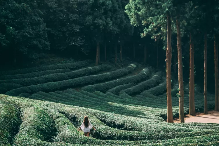 Kebun Raya Tongkoh Berastagi Sumatera Utara kebun penelitian tanaman dan wisata alam Tongkoh Karo